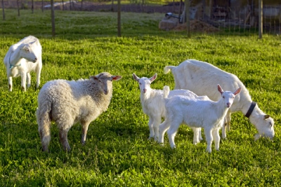 Clôture amovible pour chèvres et moutons