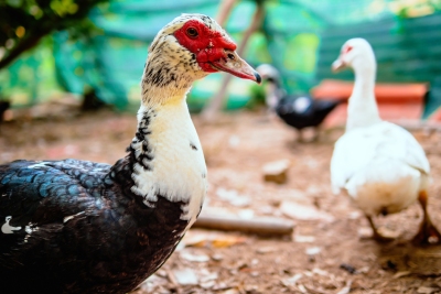 Enclos sécurisé pour canards et oies