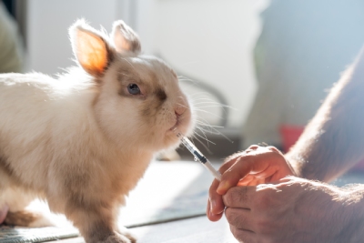 Soins et compléments alimentaires pour lapins