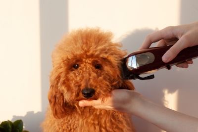 Tondeuses pour chiens