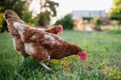 Aliments pour poules chez le Roi de la Poule