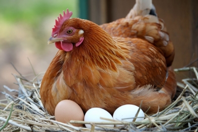 Poules pondeuses