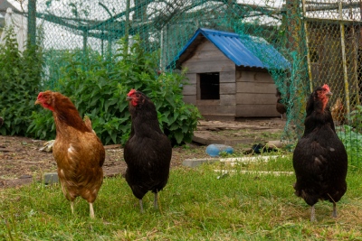 Enclos pour poules chez le Roi de la Poule