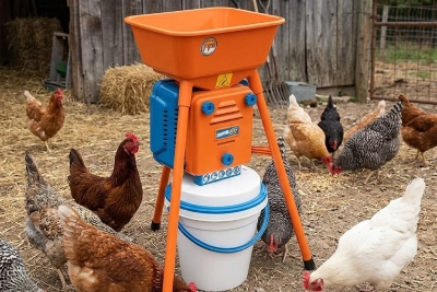 Moulin à grains avec des poules autour