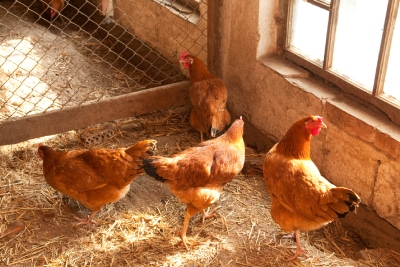 Poules dans un poulailler