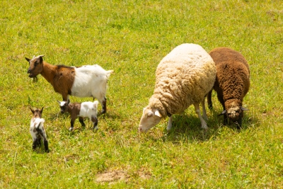 Chèvres et moutons dans un pré