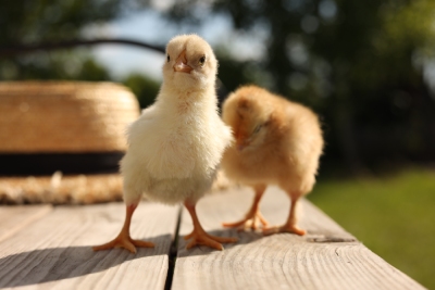 Matériel pour poussins