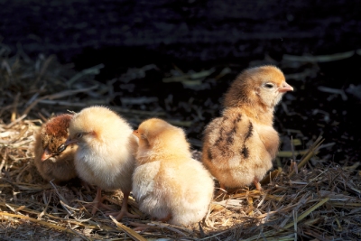 Poussins qui se réchauffent