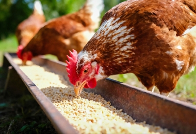 Les poules qui mangent des compléments alimentaires
