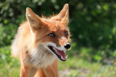 Le Roi de la Poule vous propose des solutions anti-renards