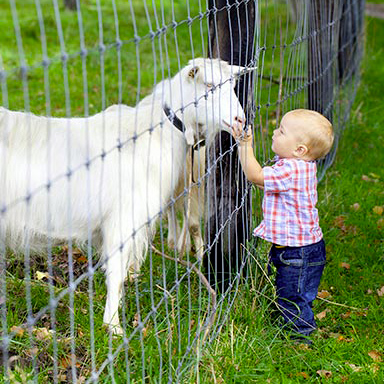 La chèvre & le mouton