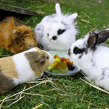 Le lapin